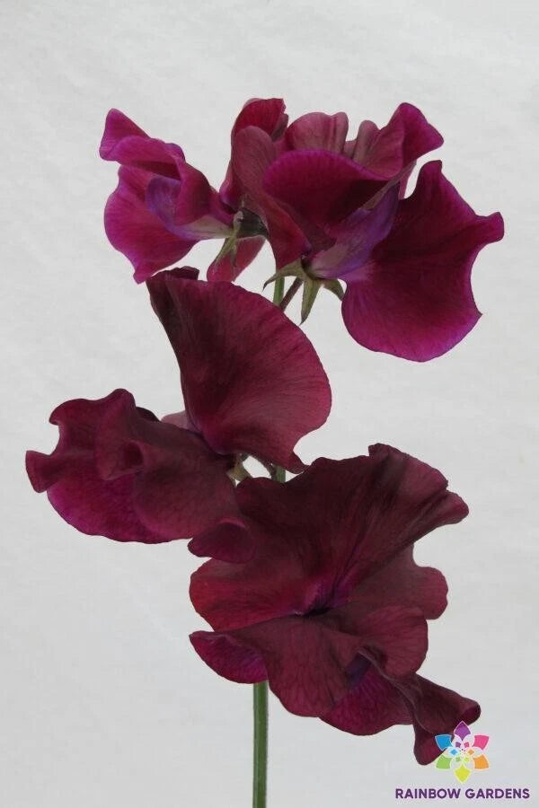 Maroon Sweet Pea Seeds - 50+ Magnificent Seeds - Lathyrus odoratus - Ideal for Garden Planting - USA