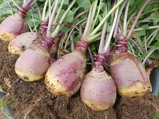 500+ Laurentian Rutabaga Seeds for Garden Planting - Brassica napus - Non-GMO, Organic, USA Grown, Free Shipping