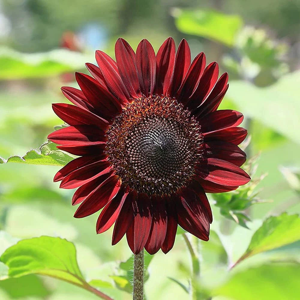 Cherry Chocolate Sunflower Seeds - 50 Heirloom Non-GMO Seeds for Planting | Helianthus annuus