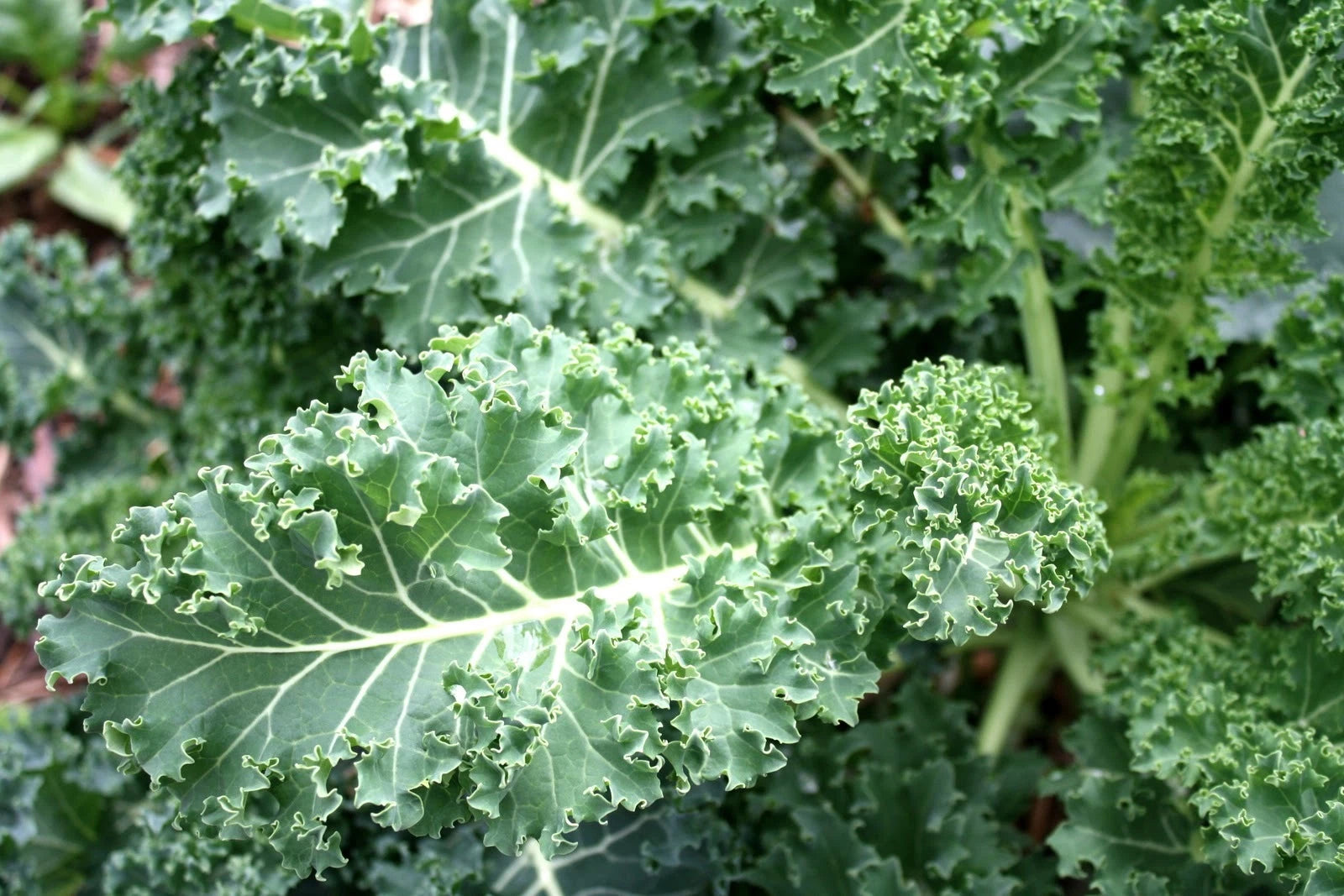 Kale Seeds - Blue Curled Scotch Variety - Fresh Seed for Planting - Brassica oleracea