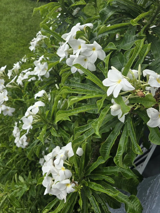 Bridal Bouquet Plumeria Cuttings - 4 Fresh Frangipani Cuttings 6-8” - Fast-Growing Frangipani Plant
