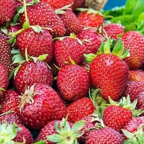 Albion Strawberry Plants - 10 Bare-Root Day Neutral Variety - Fragaria × ananassa