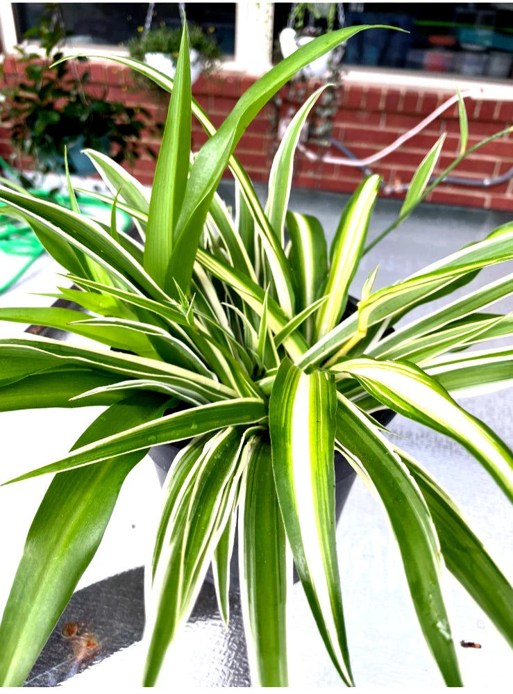 Well-Rooted Spider Plant Trio Set - Variegated Green, Gold & White - Chlorophytum comosum
