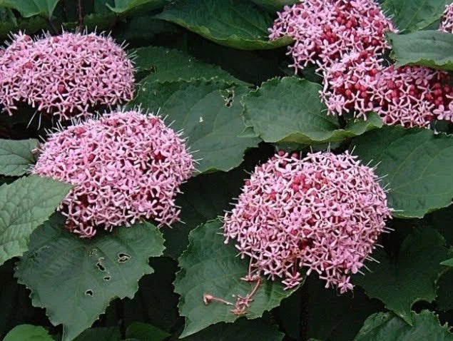 Pink Clerodendrum Cuttings with Roots - 3 Count - Vibrant Indoor Plant Cuttings - Clerodendrum thomsoniae