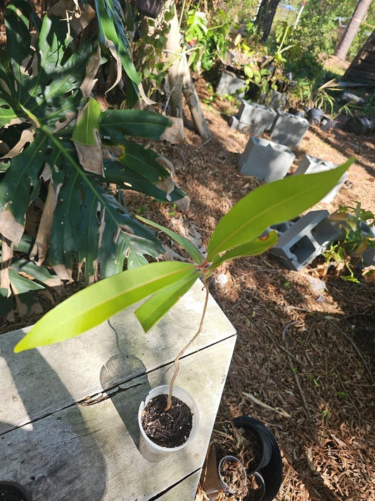 Jamun Jambul Fruit Tree Plant | 3 Gallon | Syzygium cumini | Indian Wax Apple | Java Plum Live Plant