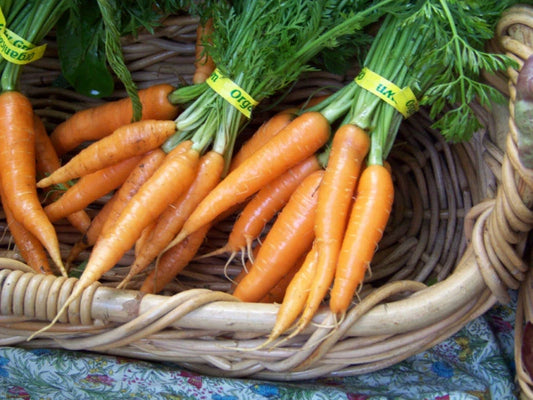 Carrot Seeds - 775 Heirloom Seeds - Danvers Variety - Daucus carota