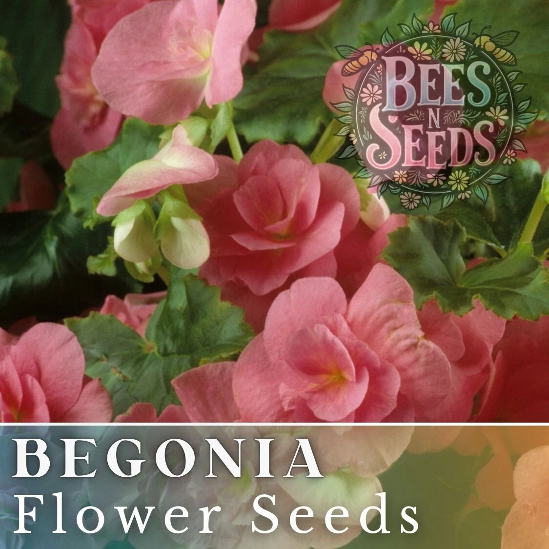 planting begonia seeds Vintage Grace Begonia Seeds
