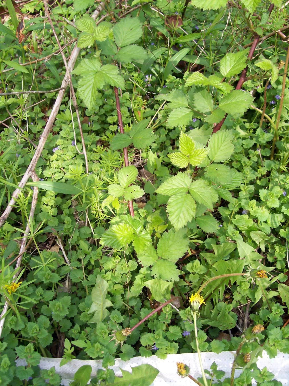 Thornless Blackberry Bush Rooted Cutting Set of 2, Approx. 4 Inches, Rubus fruticosus