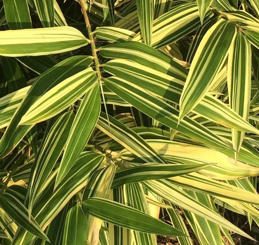 Live Shiroshima Bamboo Variegated Rhizome - Ornamental Privacy Hedge Plant - Perfect for Landscaping and Garden Decor