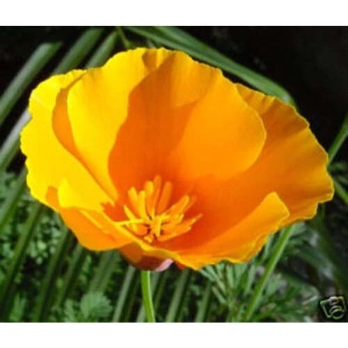 California Poppy Seeds Bulk 25,000 Orange Garden Flower Seeds (Eschscholzia californica)