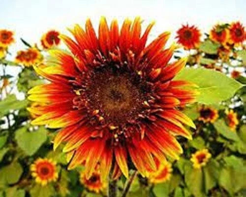 Joker Sunflower Seeds - 25 Perennial Flower Seeds for Vibrant Blooms - Helianthus annuus