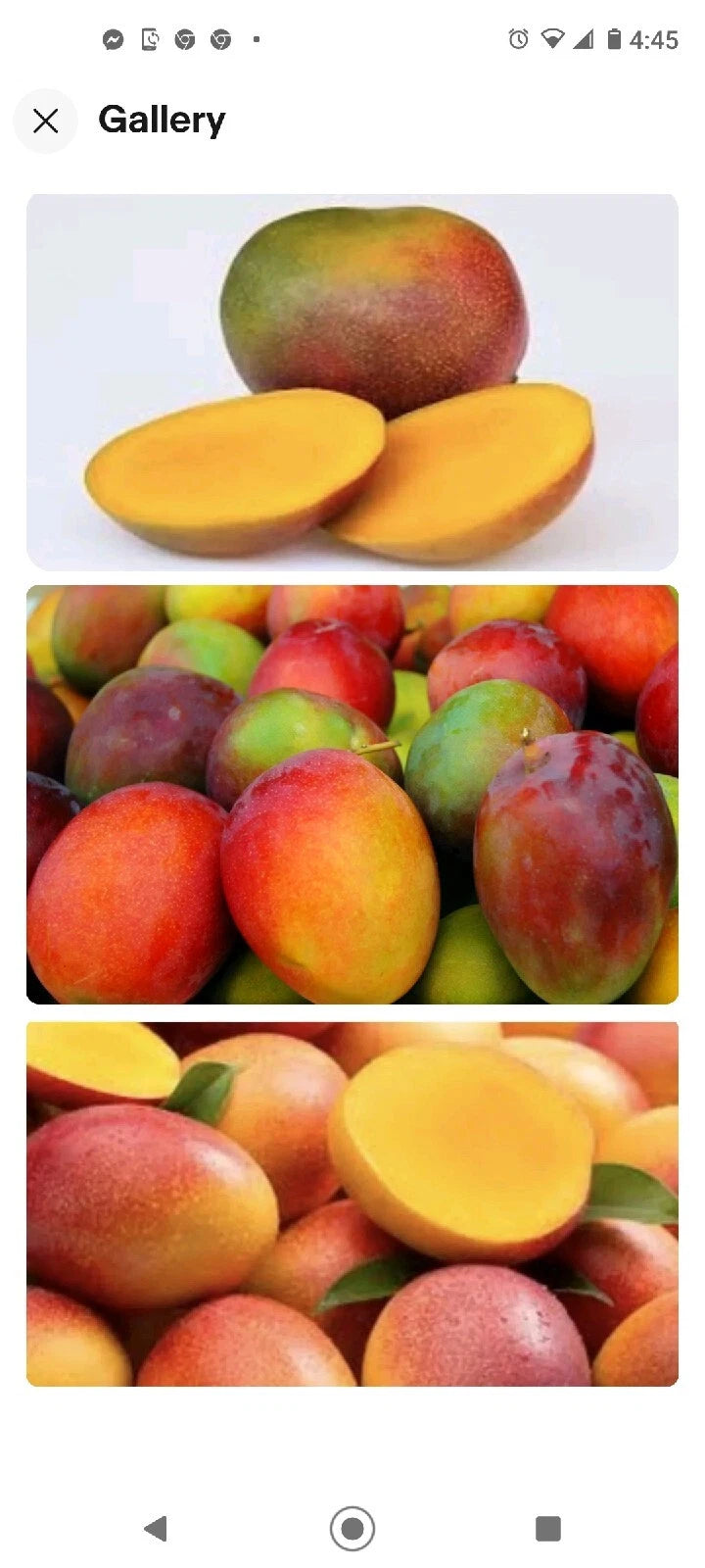 Kent Mango Seeds 3-Pack Fresh USA So Sweet Mangifera Indica