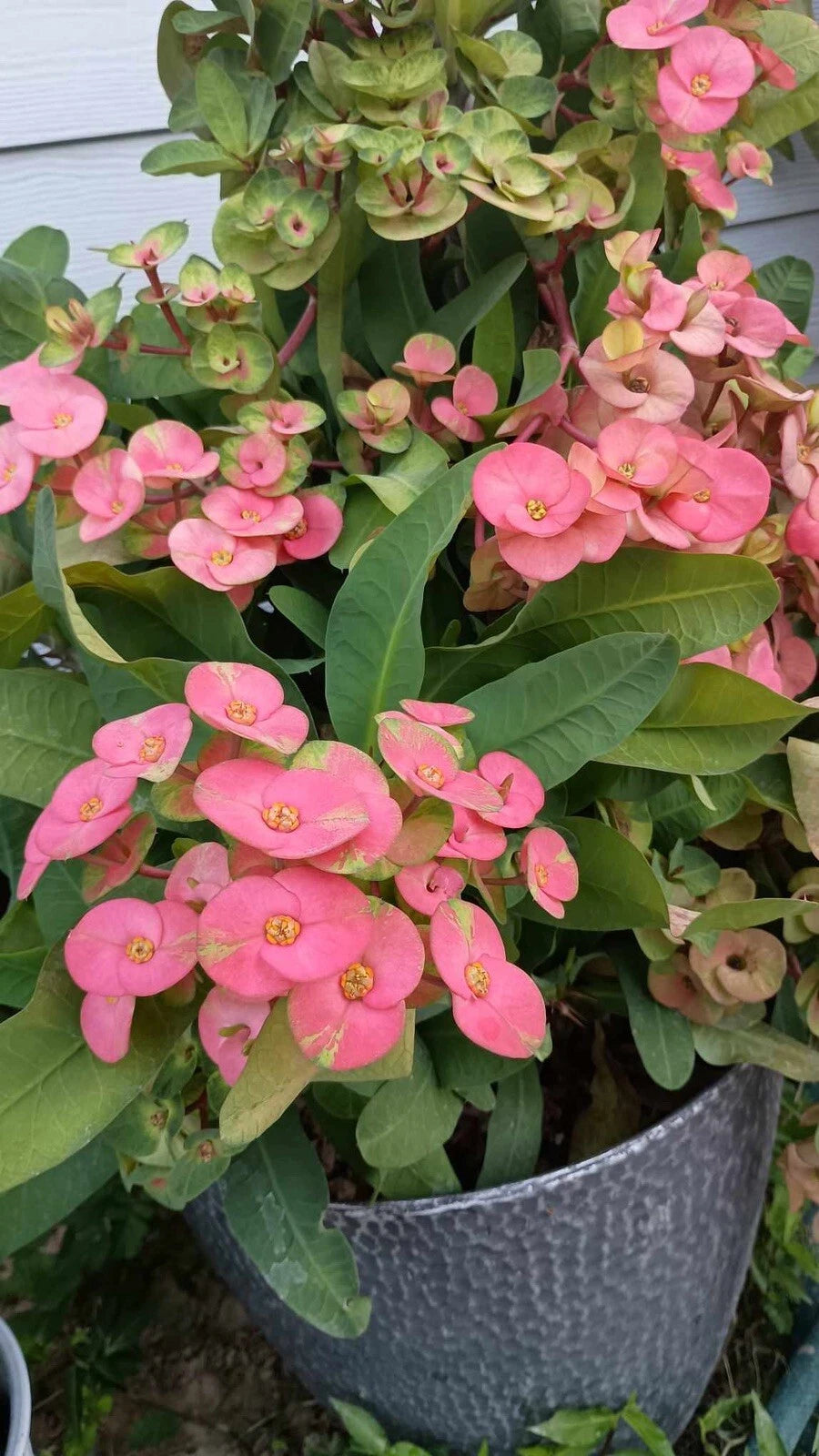 Jumbo Flower Pink Escape Crown of Thorns Cutting - No Roots (Euphorbia milii) - 1 Count