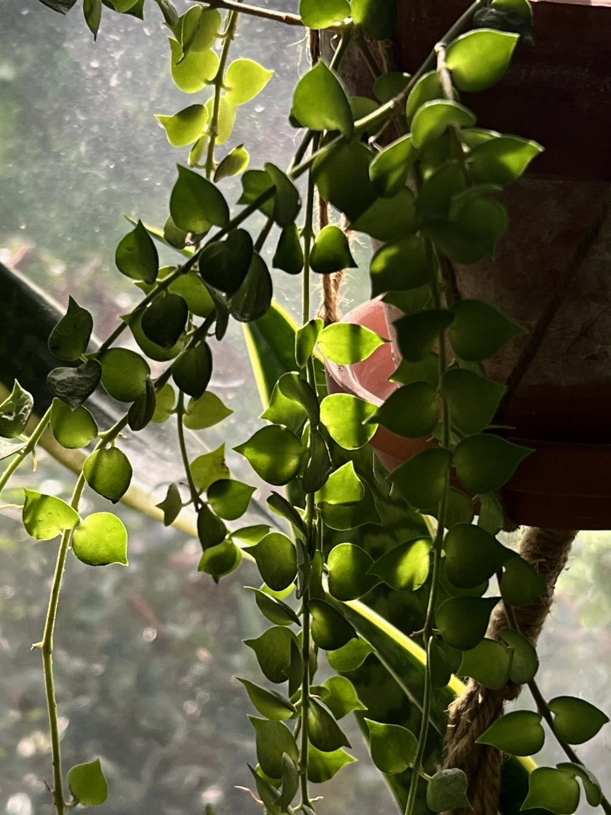Dischidia Ruscifolia Million Hearts Plant - 4" Unrooted Cutting - Indoor Houseplant - Tropical Vine