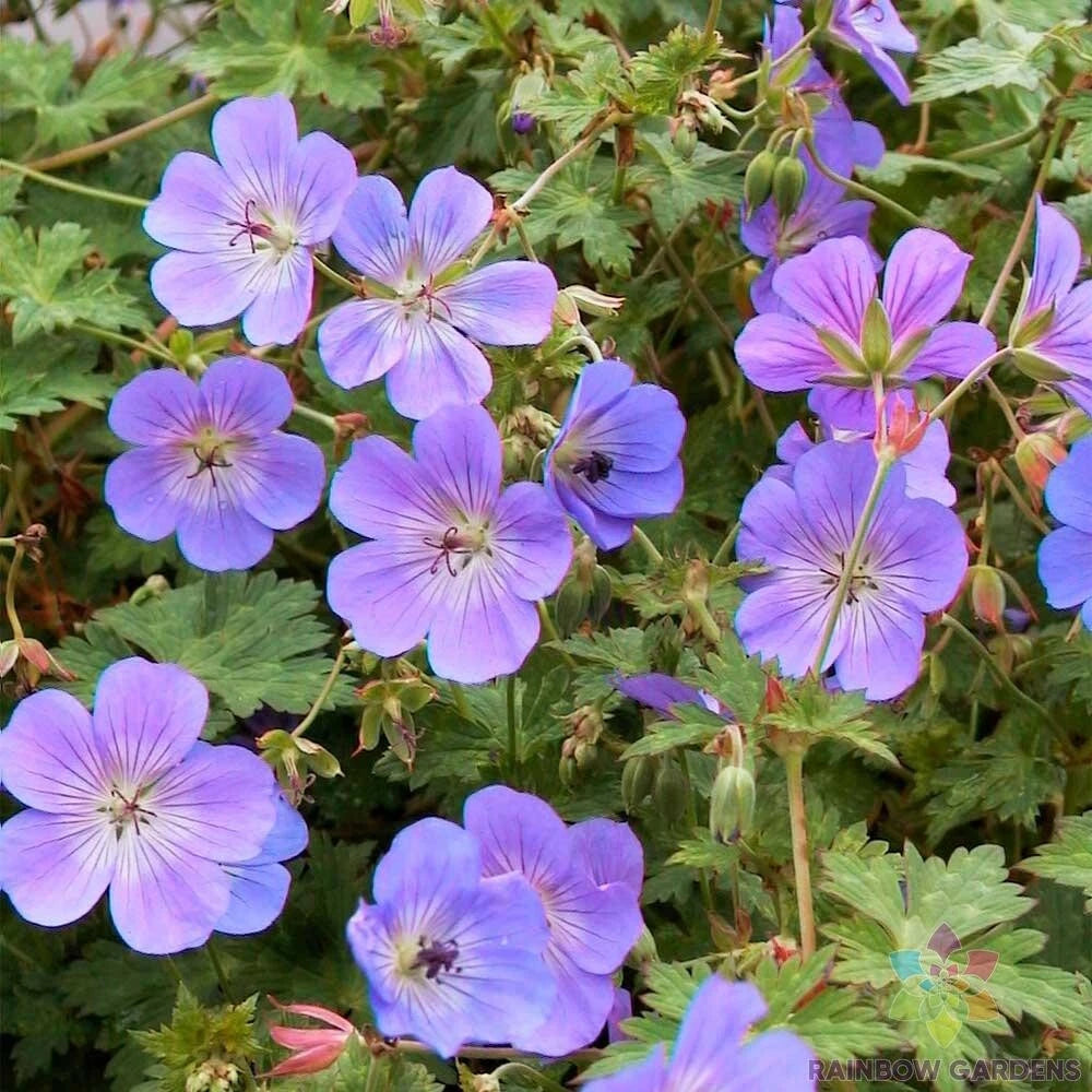 Rozanne Geranium Seeds - 25+ Pack - Hardy Perennial Garden Plant - Geranium 'Rozanne' - USA