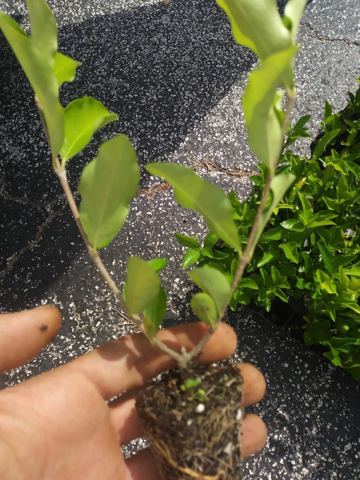 Acerola Cherry Tree Plant Live Pesticide-Free Barbados Malpighia emarginata