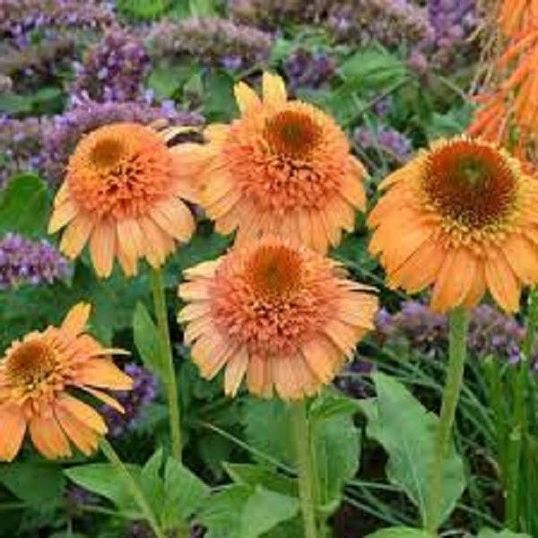Canaloupe Coneflower Seeds - 50 Perennial Echinacea Seeds for Blooming Flowers - Echinacea purpurea