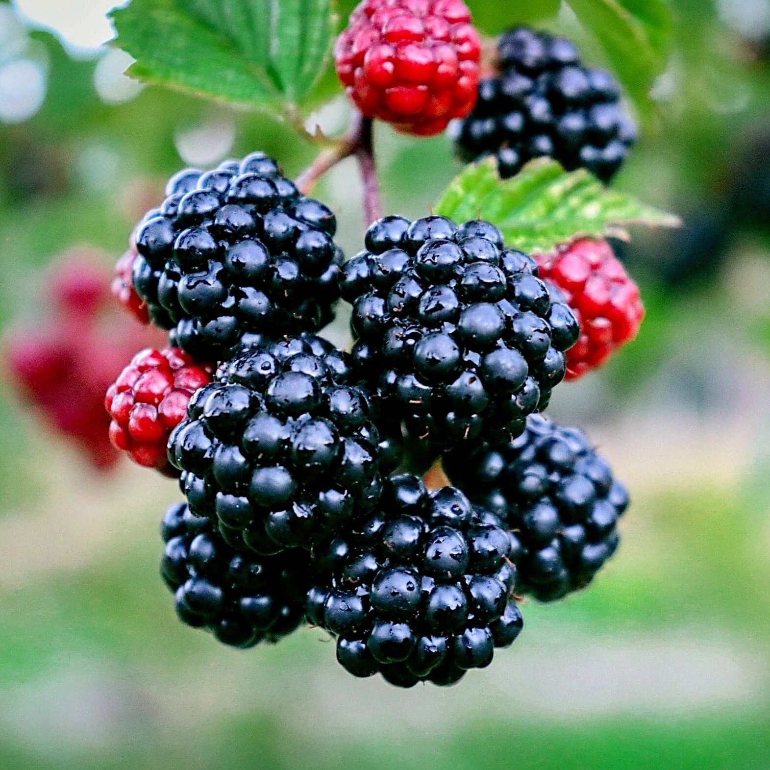 Blackberry Bush Seeds - 20 Pack - Rubus allegheniensis - Hardy Garden Fruit Plant for Zone 3