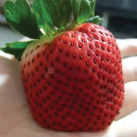 Giant Strawberry Seeds 10++ | Junebearing Variety | Fragaria spp. USA