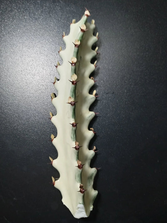 Euphorbia Lactea Starter Cactus 5" Tall Dragon Bones Plant - Unique Succulent for Indoor Decor