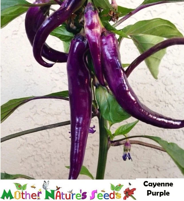 Cayenne Purple Hot Pepper Seeds - 60 Non-GMO Seeds - 30,000 Scoville Heat Units - Capsicum Annuum