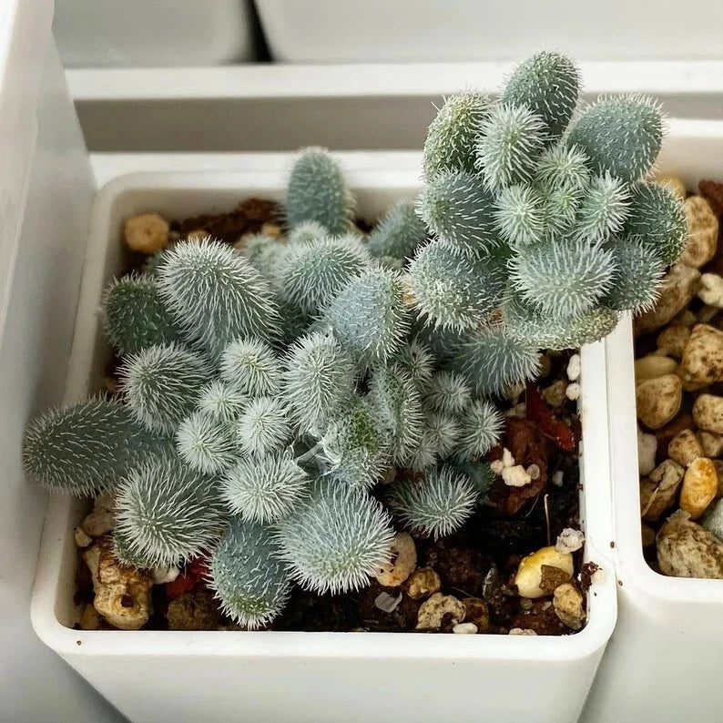 Succulent Seeds 100PCs Pack Sedum mocinianum Fuzzy Leaves