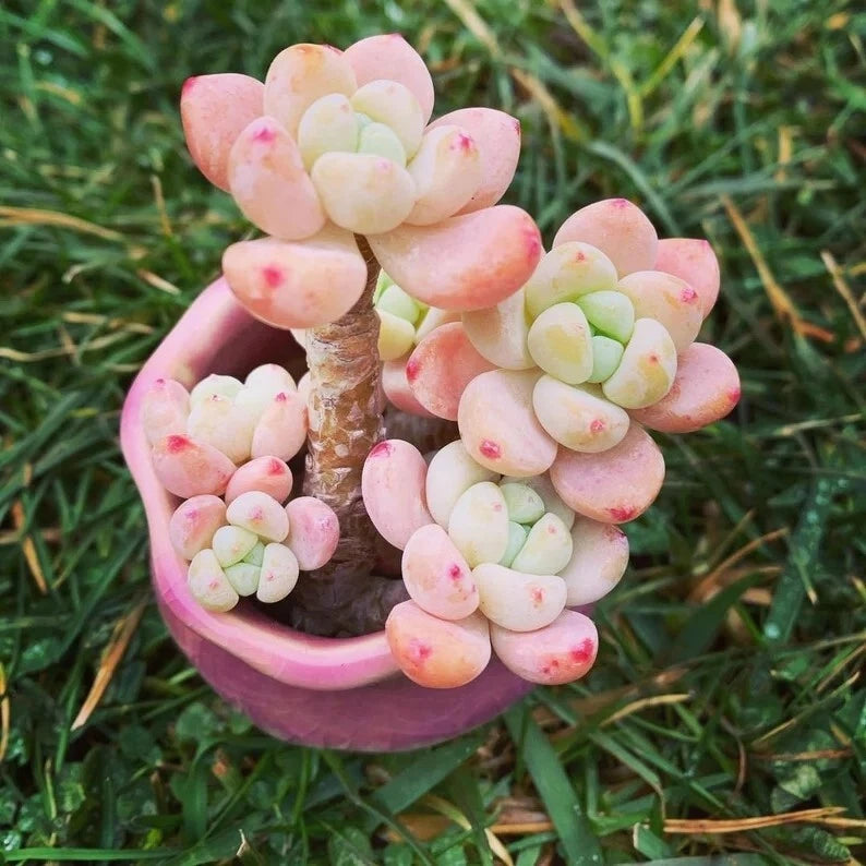 Succulent Seeds - 100 Seeds - Tiscalatengo Gorge Sedum - Drought-Tolerant Ground Cover Plant (Sedum spp.)