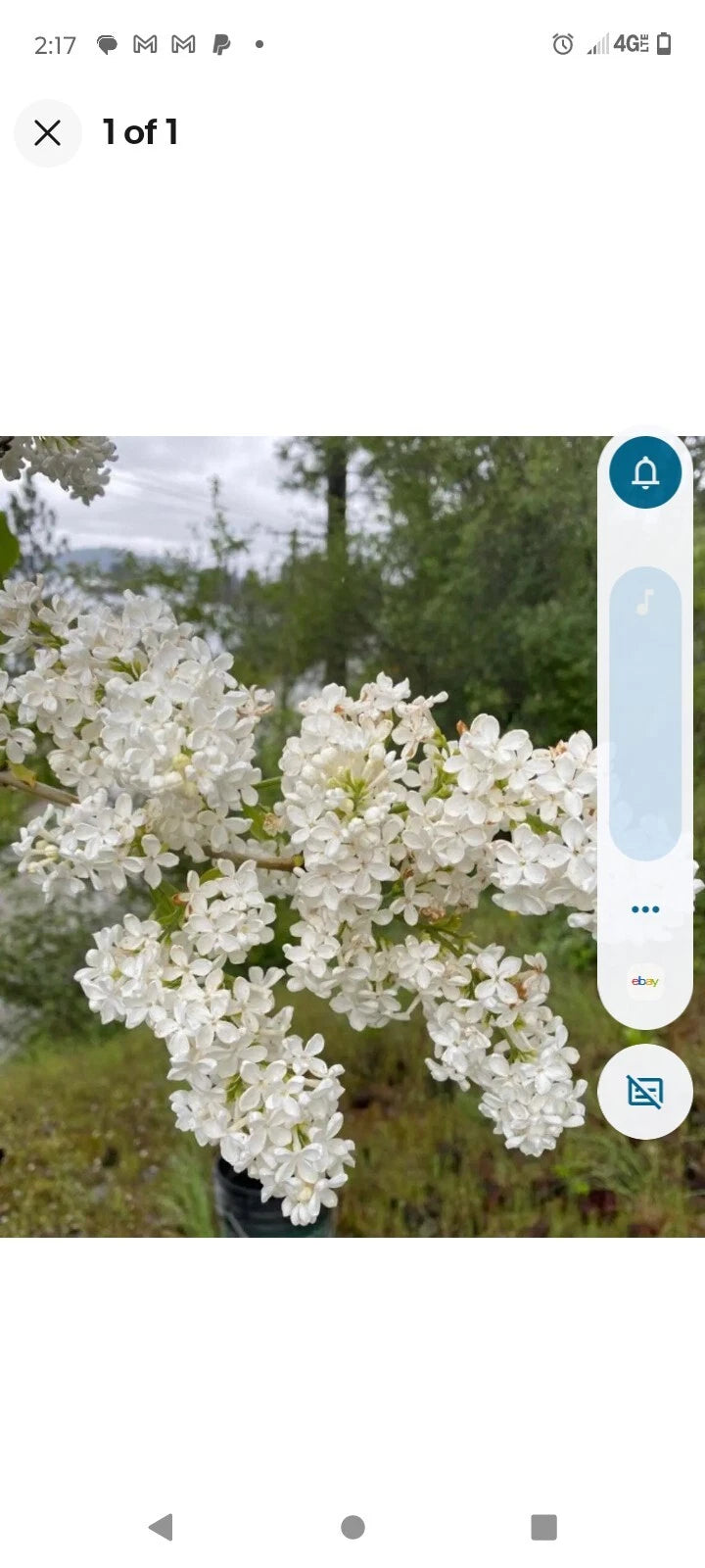 Bare Root Lilac Bushes 15 White Plants - Syringa vulgaris with Planting Instructions