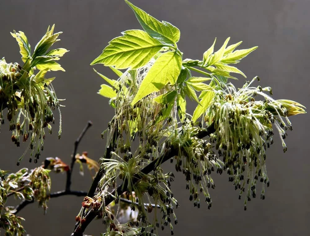 Boxelder Maple Tree Seeds - 30 Seeds for Planting - Acer Negundo - Ships from Iowa