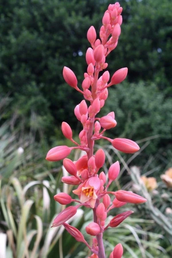Texas Yucca Seeds - 40 Count - Hesperaloe parviflora - False Brakelight Red Flowering Variety