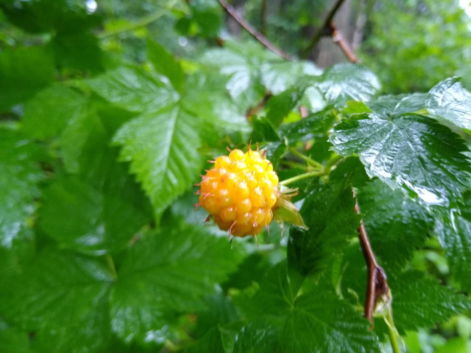 Salmonberry Root Cuttings - 5 Live Organic Rhizomes - Rubus spectabilis - Natural Plants for Garden and Landscaping