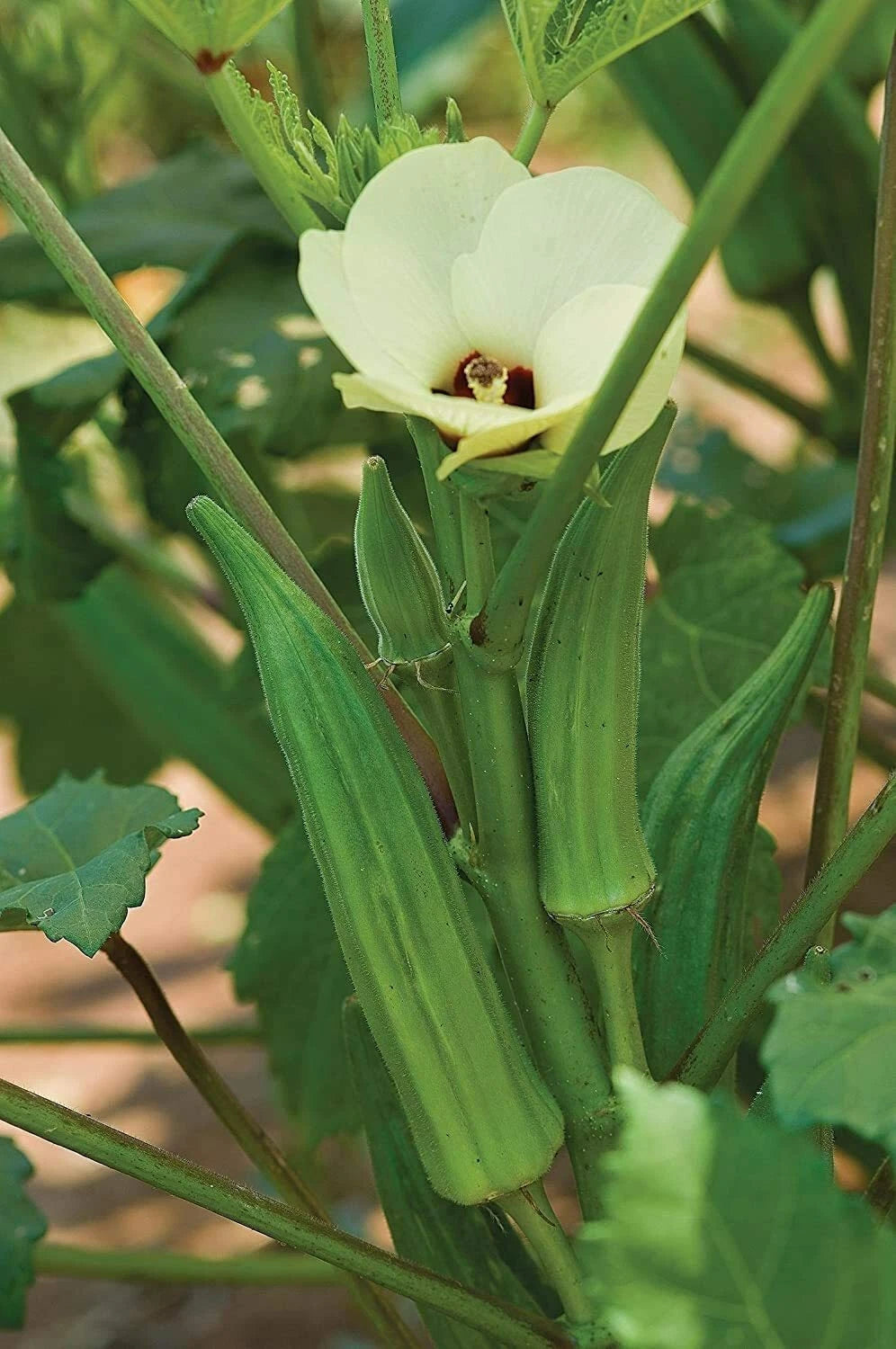 Spineless Okra Seeds - 250 Count - Non-GMO, Heirloom - Abelmoschus esculentus - Grown in USA, Ships from Iowa