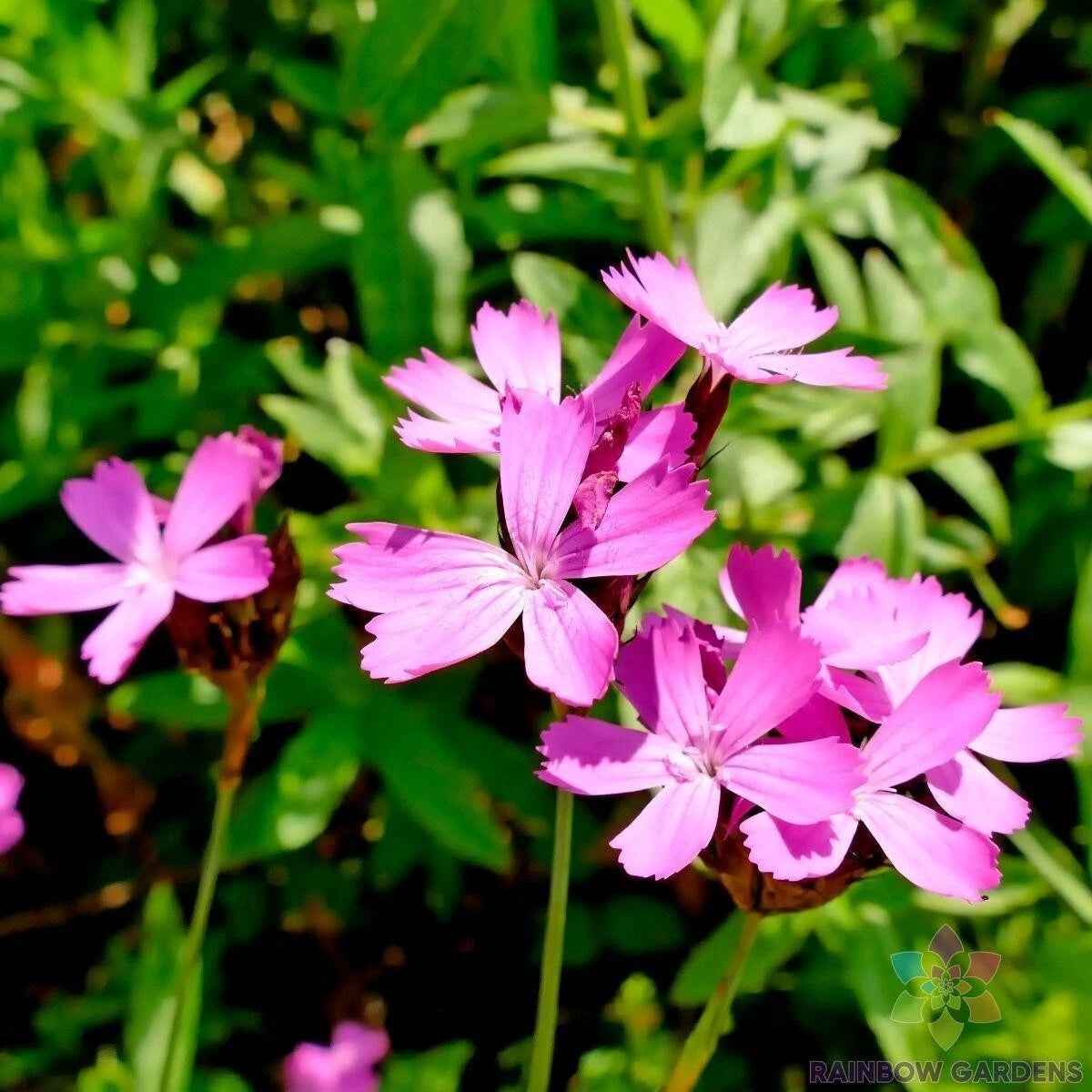 Carthusian Pink Carnation Seeds - 200+ Seeds for Garden Planting - Dianthus carthusianorum - USA
