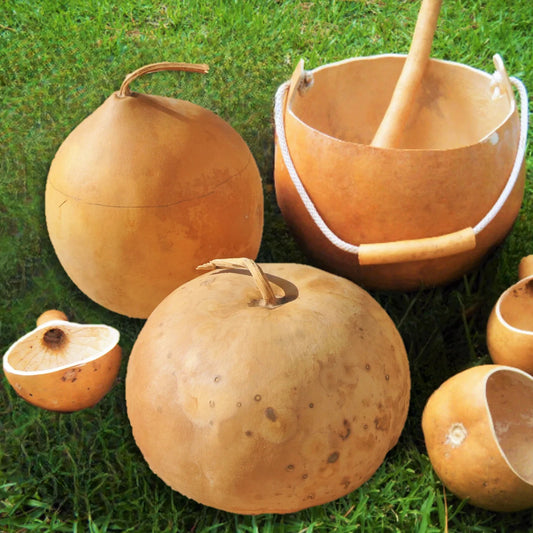 Bushel Gourd Seeds - Ornamental Hard-Shelled Gourds for 2025 Planting Lagenaria