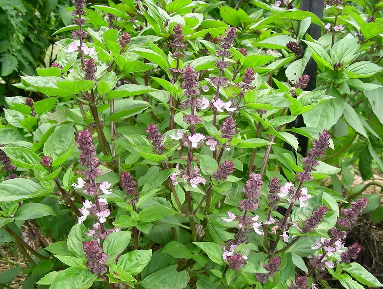 Anise Persian Basil Seeds - 600 Count - Ocimum basilicum - Black Licorice Flavor - Herb Garden Supply