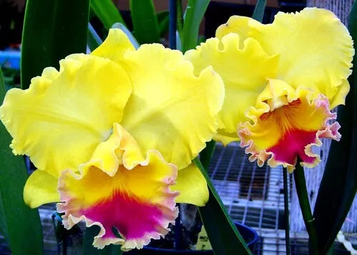 Cattleya Orchid Plant 2.5" Pot Rlc. Goldenzelle 'Lemon Chiffon'