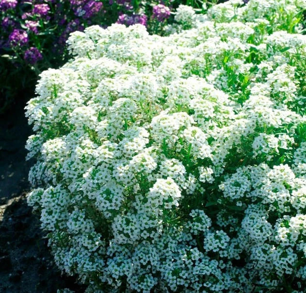 Alyssum TINY TIM White Groundcover Seeds - 500 Non-GMO Fragrant Flowers, Sweet Alyssum (Lobularia maritima)