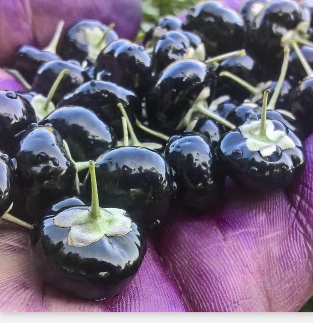 Black Goji Berry Seeds - 30+ Organic Himalayan Black Wolfberry (Lycium ruthenicum) for Planting