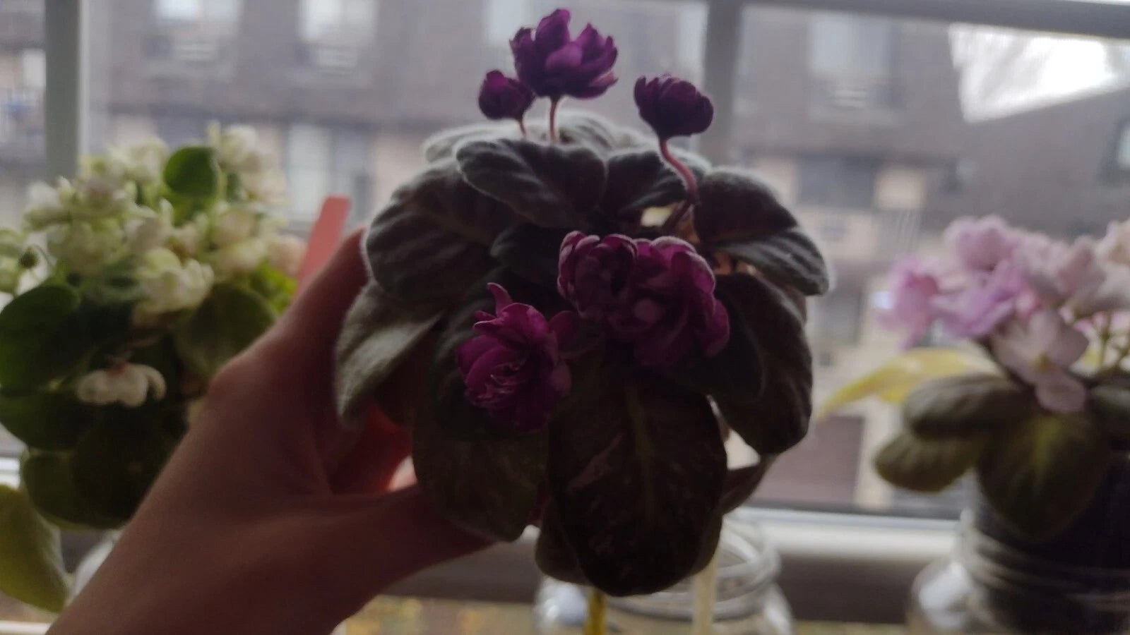 African Violet Unrooted Leaves 2 Fresh Cut Witch Doctor Variety (Saintpaulia)