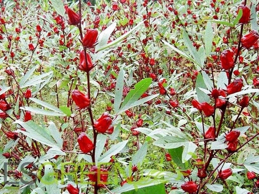 Jamaican Sorrel Seeds - 10 Seeds - Florida Cranberry, Indian Roselle, Hibiscus - Hibiscus sabdariffa