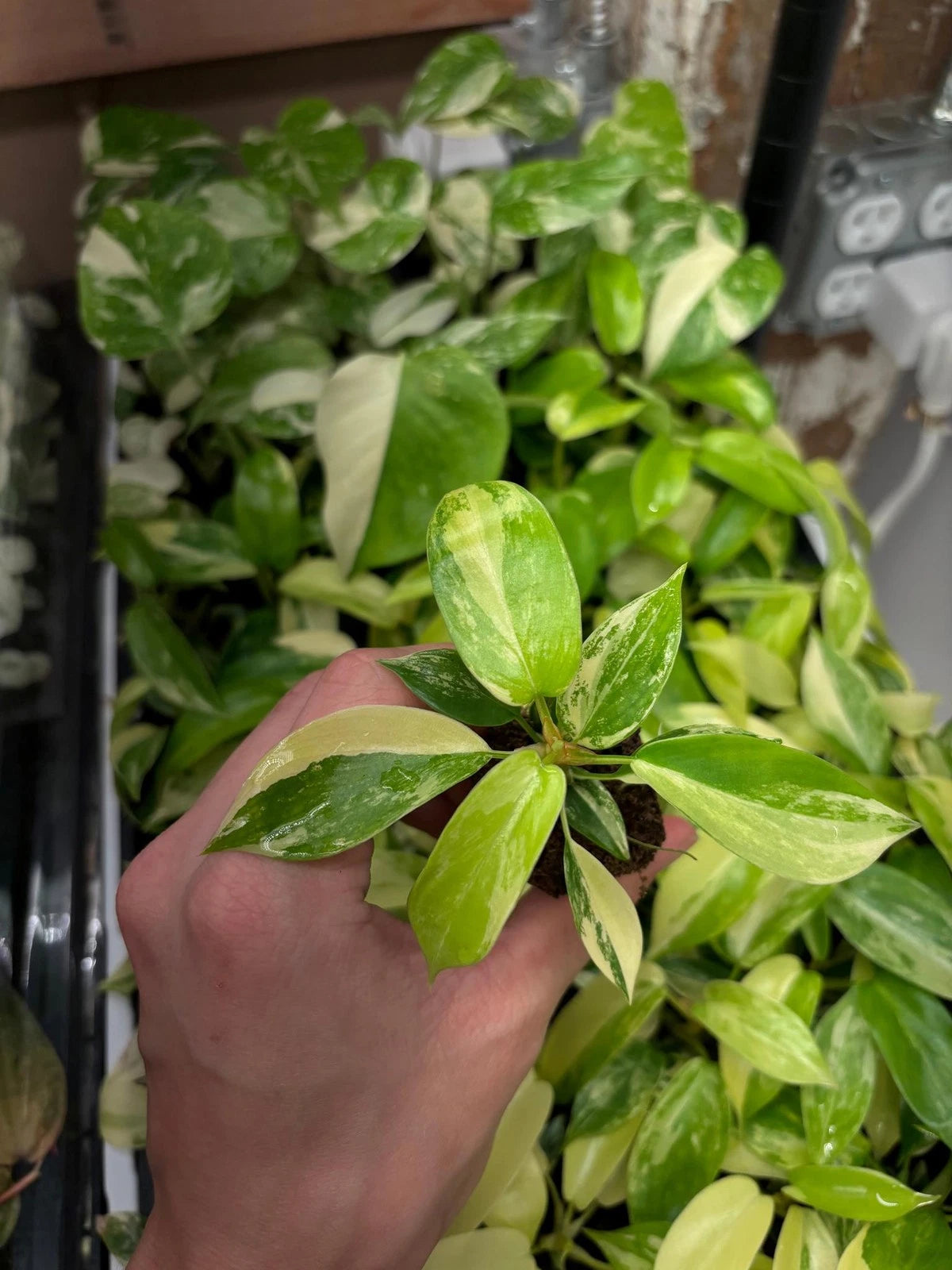 Philodendron Starter Plug, Variegated Florida Beauty, Growers Choice, Philodendron bipinnatifidum