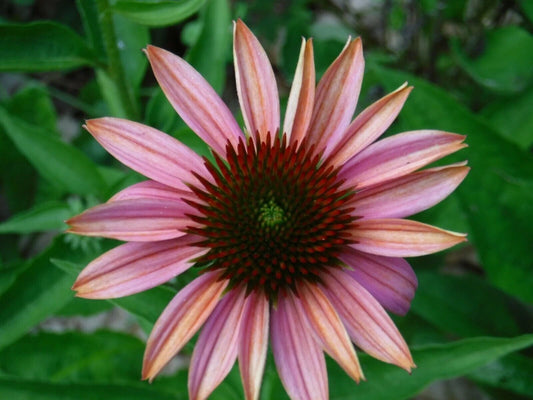 50 Pink Sherbert Coneflower Seeds - Echinacea Purpurea Perennial Flowers for Garden Planting - USA Grown
