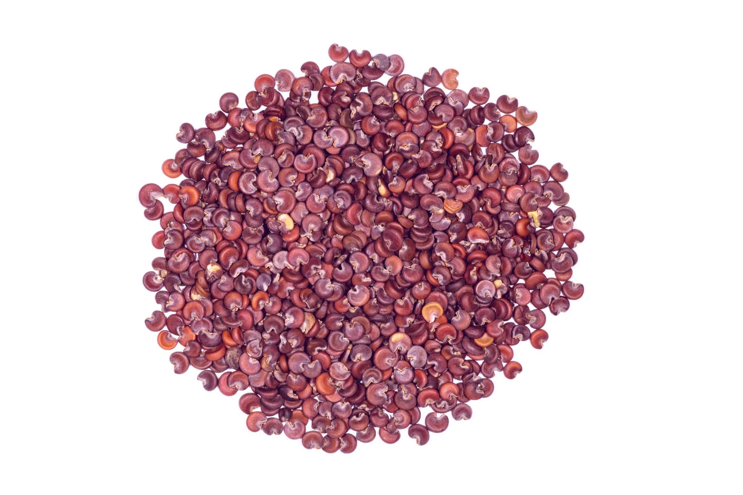 Marshmallow Seeds - 50+ Seeds - Althaea officinalis - Easy to Grow, Flowering Plant, Hummingbird Friendly, Therapeutic Benefits