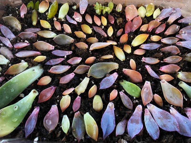 Assorted Succulent Leaves for Propagation - Variety Pack of Cuttings - Ideal for Planting and Gardening - Free Shipping