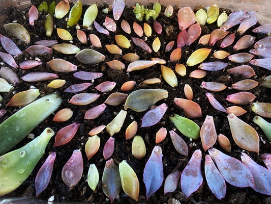 Assorted Succulent Leaves for Propagation - Variety Pack of Cuttings - Ideal for Planting and Gardening - Free Shipping