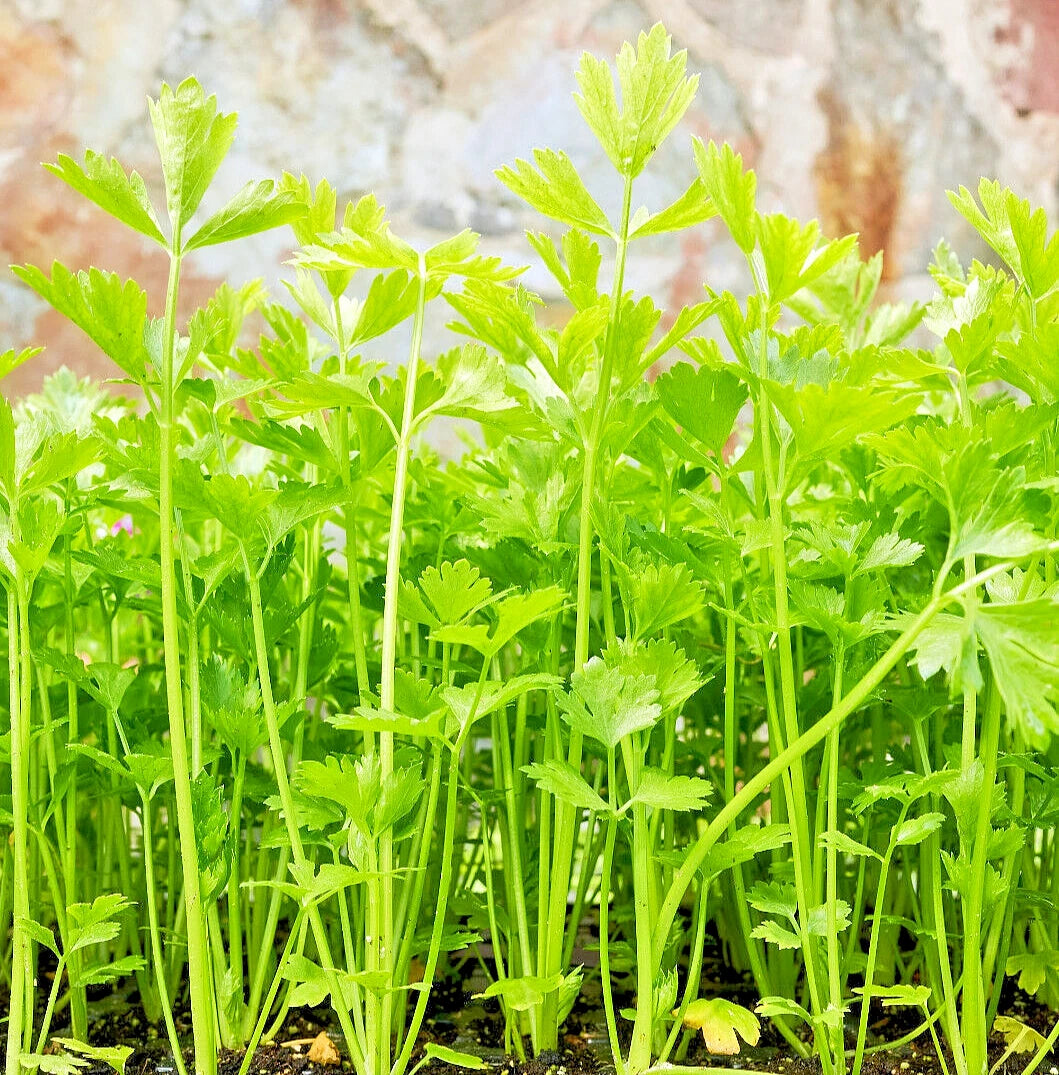 Bulk Celery Seeds - 10,000+ Microgreen Vegetable Seeds for Sprouting or Planting - Apium graveolens