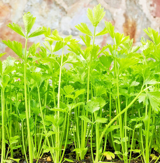 Bulk Celery Seeds - 10,000+ Microgreen Vegetable Seeds for Sprouting or Planting - Apium graveolens