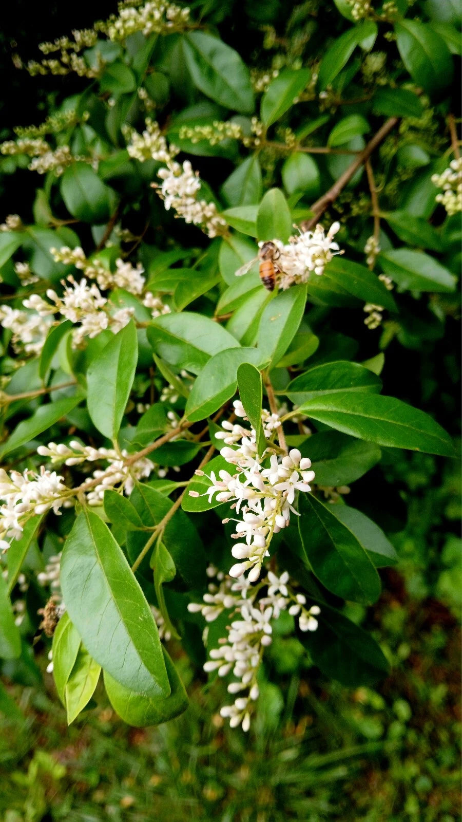 30 Bare Root Chinese Privet Hedge Plants, Live, Ligustrum sinense, 5-8 Inches, Ideal for Privacy and Landscaping