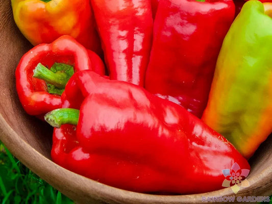 Beaver Dam Sweet Pepper Seeds - 25+ Organic Heirloom Seeds for Garden Planting - Capsicum annuum