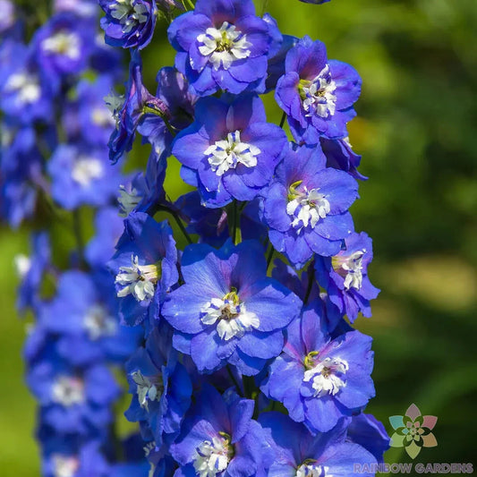 Magic Fountains Dark Blue & White Bee Delphinium Seeds - 200+ Count - Delphinium elatum